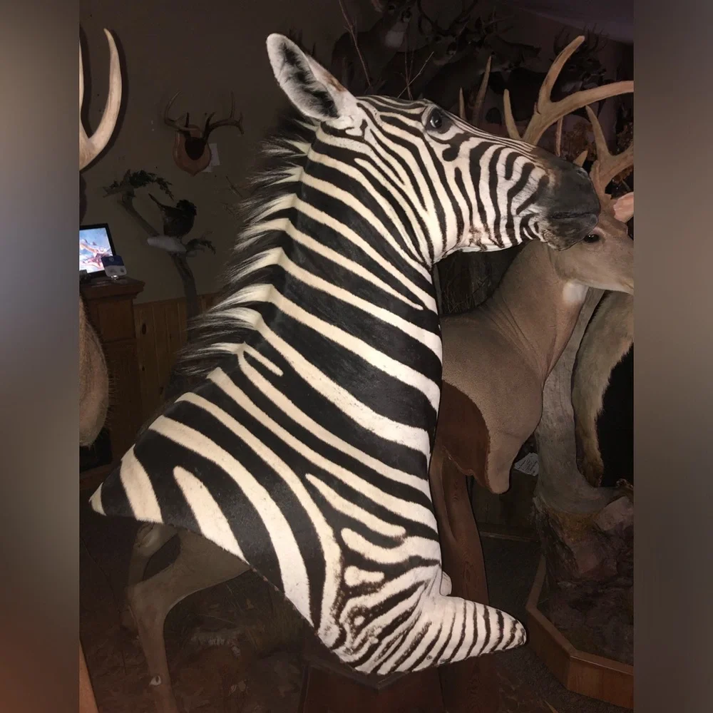 Taxidermy mature bull